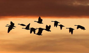 aviarianews.jpg