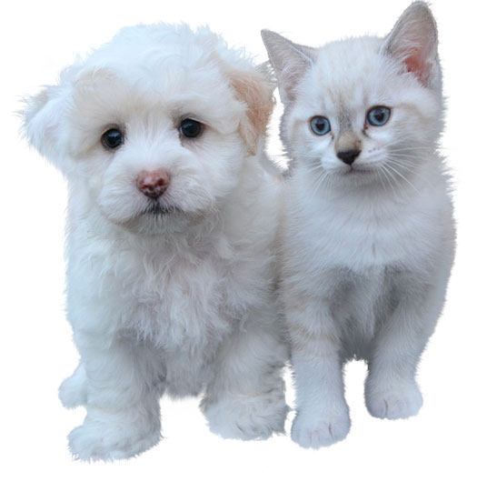 immagine di cuccioli cane e gatto