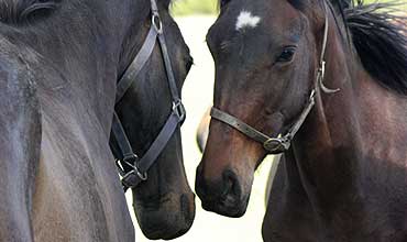 fieracavalli10nov23.jpg